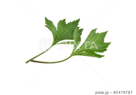 White mugwort plant (Artemisia lactiflora) on white background White mugwort plant (Artemisia lactiflora) on white background 85479787