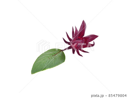 Roselle with leaves on white background Roselle with leaves on white background 85479804