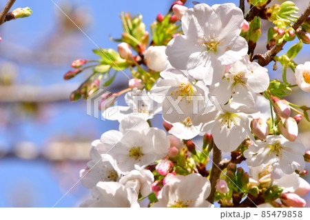 桜 見上げる 桜 見上げる 85479858
