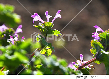 ホトケノザ(仏の座) ホトケノザ(仏の座) 85480228