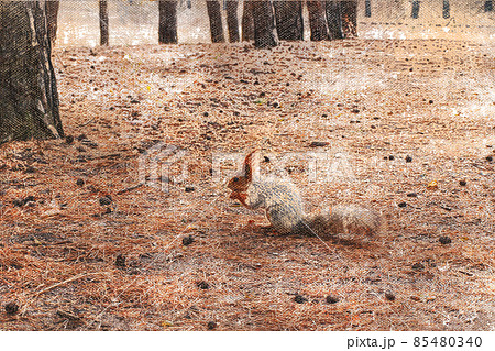A squirrel in a coniferous forest. 85480340