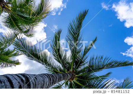 Coconut Palm tree on a blue sky, tropical island background. Travel holiday island nature card. Palm tree leaf on sky background. Coconut Palm tree on a blue sky, tropical island background. Travel holiday island nature card. Palm tree leaf on sky background. 85481152