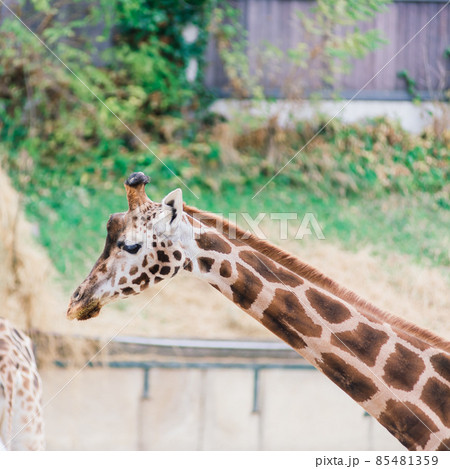 Close up portrait of giraffe camelopardalis in nature and zoo Close up portrait of giraffe camelopardalis in nature and zoo 85481359