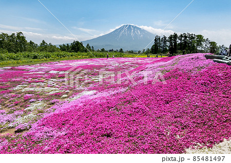 羊蹄山と芝桜庭園  北海道倶知安島 85481497