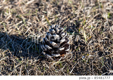 松ぼっくり、クローズアップ 松ぼっくり、クローズアップ 85481777