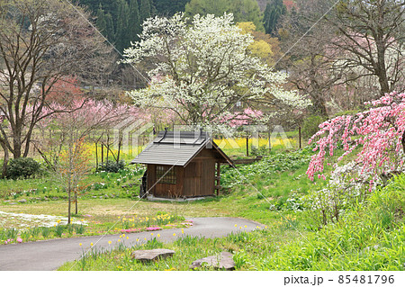 白馬村 春の大出公園 白馬村 春の大出公園 85481796