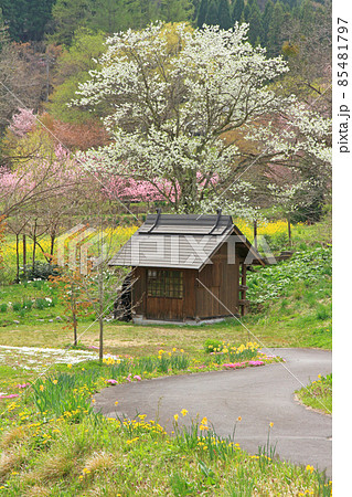 白馬村 春の大出公園 白馬村 春の大出公園 85481797