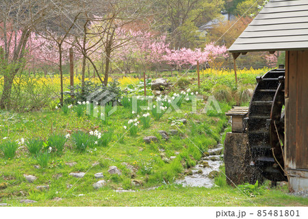 白馬村 春の大出公園 白馬村 春の大出公園 85481801