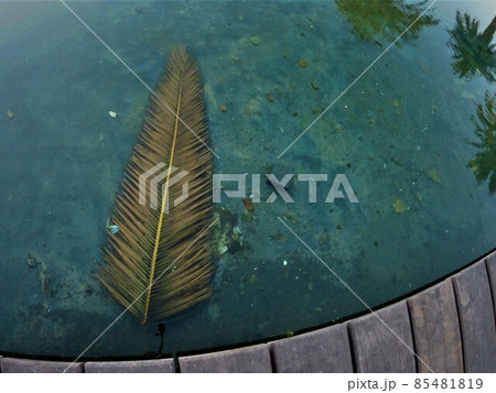 Palm's leaf in the pool under clear blue waterwith some reflections of other palms 85481819