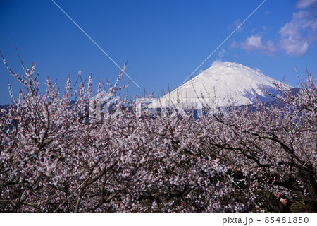 曽我梅林から望む富士山 曽我梅林から望む富士山 85481850