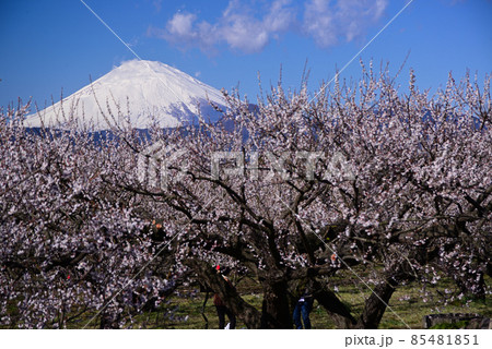 曽我梅林から望む富士山 曽我梅林から望む富士山 85481851