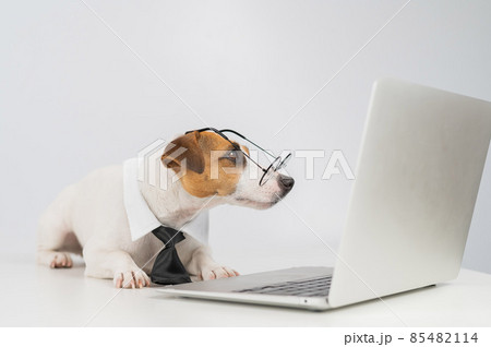 Jack russell terrier dog in glasses and tie works on laptop on white background. 85482114