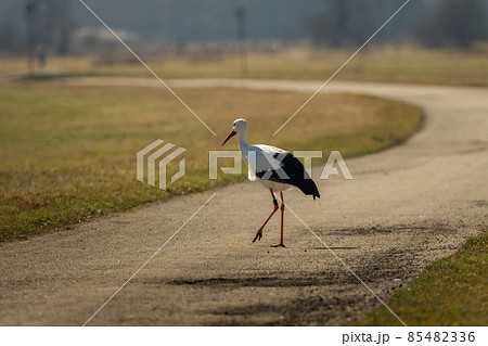 A stork runs across the street A stork runs across the street 85482336