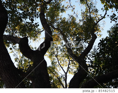 クスノキ 85482515