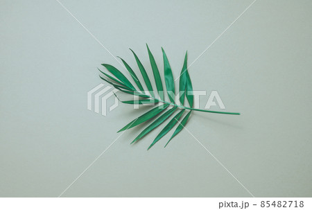 green leaf of palm tree on a gray background. View from above, copy space green leaf of palm tree on a gray background. View from above, copy space 85482718