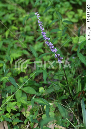 山野にひっそりと咲く、紫の花、ヤブラン 山野にひっそりと咲く、紫の花、ヤブラン 85483100