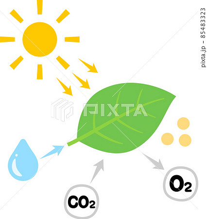 葉の光合成の図 85483323
