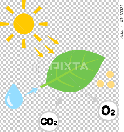 葉の光合成の図 85483323