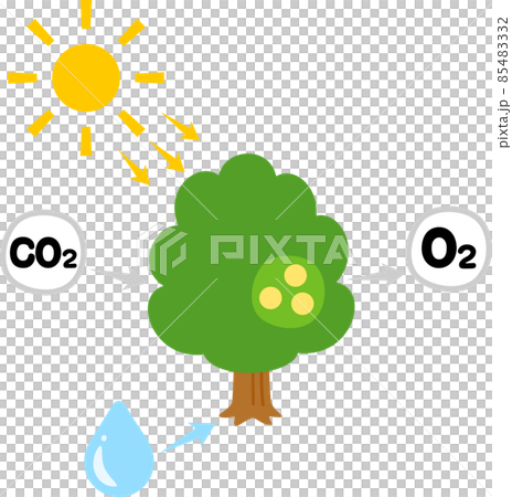 樹木と光合成のイメージ 樹木と光合成のイメージ 85483332
