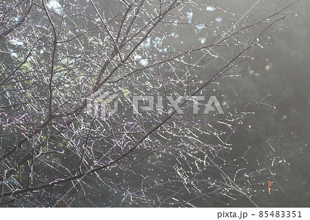 霧の朝、小枝の先についた水滴 85483351