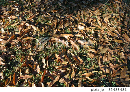 公園の芝生に落ちる、クヌギの葉 85483481