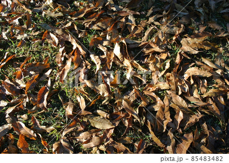公園の芝生に落ちる、クヌギの葉 85483482