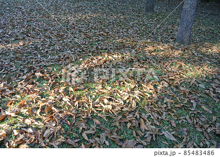 公園の芝生に落ちる、クヌギの葉 公園の芝生に落ちる、クヌギの葉 85483486