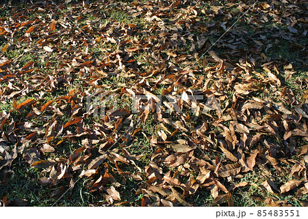 公園の芝生に落ちる、クヌギの葉 公園の芝生に落ちる、クヌギの葉 85483551