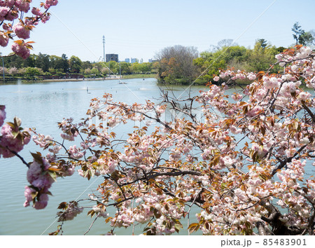 春　八重桜　 85483901