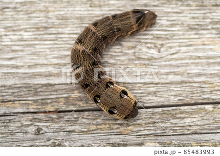 Close up of a brown earthworm Close up of a brown earthworm 85483993