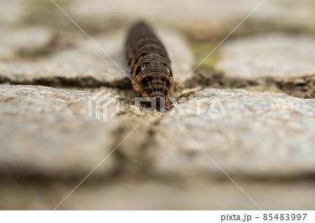 Close up of a brown earthworm Close up of a brown earthworm 85483997