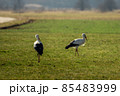 Two storks run across the green meadow 85483999