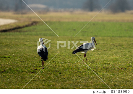 Two storks run across the green meadow 85483999