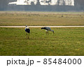 Two storks run across the green meadow 85484000
