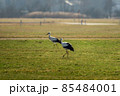 Two storks run across the green meadow 85484001