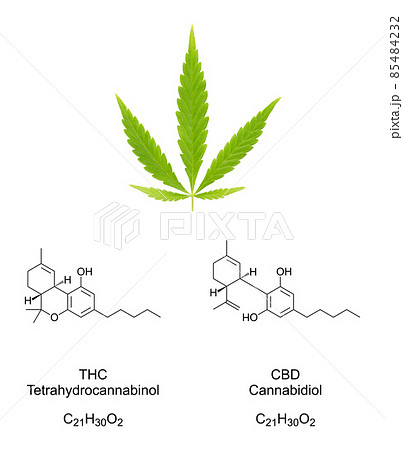 Cannabis fan leaf with chemical formulas of the cannabinoids THC and CBD. Fresh green hemp leaf and chemical structures of tetrahydrocannabinol and cannabidiol, used as drug, tea and in folk medicine. 85484232
