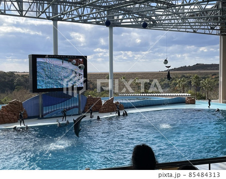 アドベンチャーワールド イルカショー 2021 アドベンチャーワールド イルカショー 2021 85484313