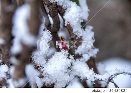牡丹の蕾に積もる雪 牡丹の蕾に積もる雪 85484324