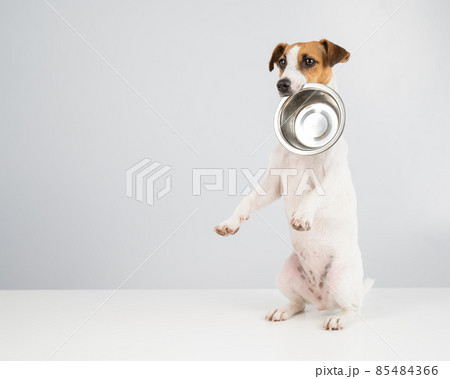 Hungry jack russell terrier holding an empty bowl on a white background. The dog asks for food. Hungry jack russell terrier holding an empty bowl on a white background. The dog asks for food. 85484366