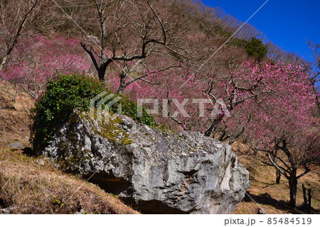 湯河原梅林(幕山公園) 湯河原梅林(幕山公園) 85484519