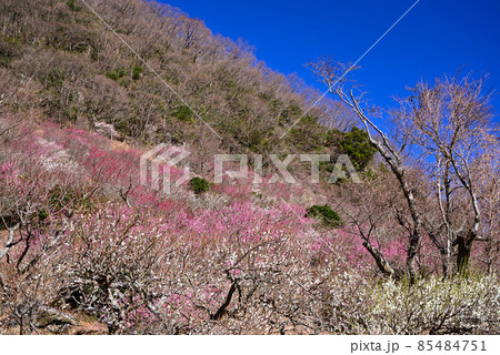 湯河原梅林(幕山公園) 85484751