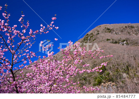 湯河原梅林(幕山公園) 湯河原梅林(幕山公園) 85484777
