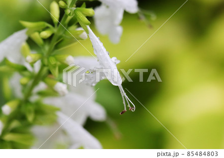 雨に濡れたサルビアコクシネア 85484803