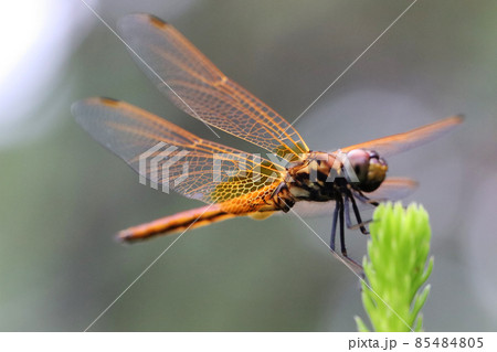 羽を休めるオレンジ色のキトンボ 85484805