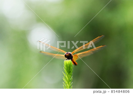 羽根を休めるキトンボ 85484806