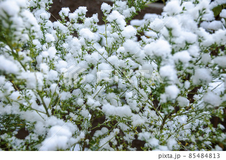 葉っぱに積もった雪 葉っぱに積もった雪 85484813