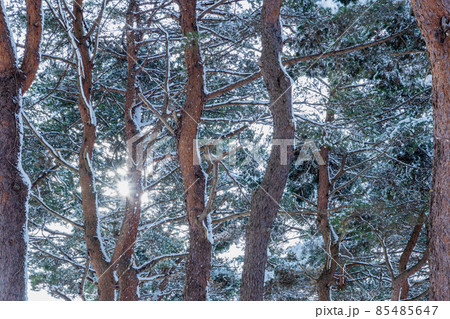 光差し込む雪景色の松林 85485647