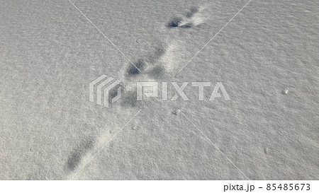 使いやすいシンプルな背景素材　新雪の上に着いた小動物の足跡 85485673