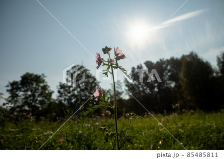 Close up of wild flowers in a meadow, blue sky 85485811