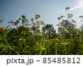 Close up of wild flowers in a meadow, blue sky 85485812
